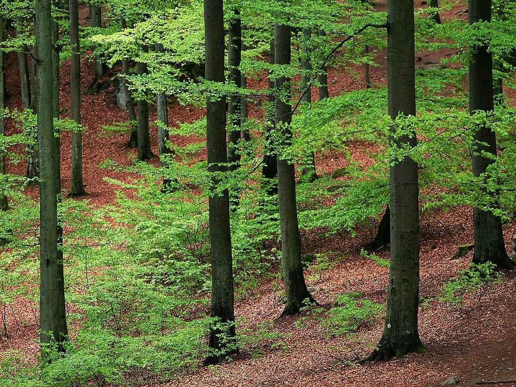 Beechwood Forest, Skane, Sweden